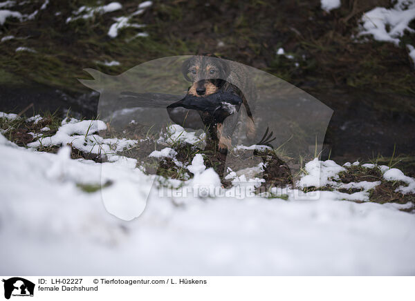 female Dachshund / LH-02227