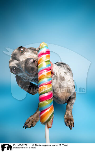 Dackel im Studio / Dachshund in Studio / MT-01791