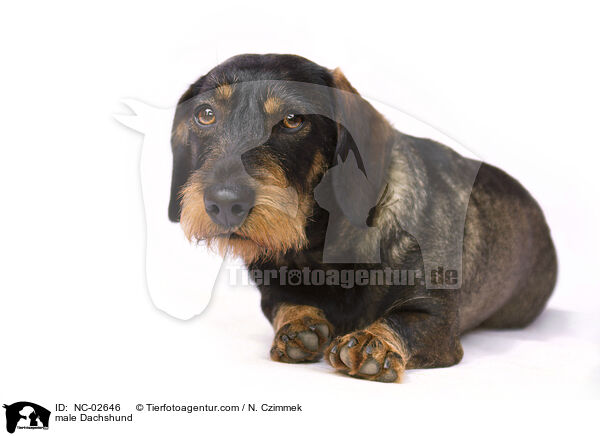 Dackel Rde / male Dachshund / NC-02646