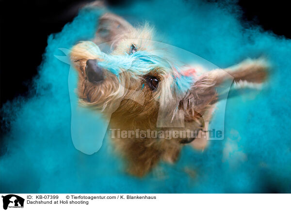Dachshund at Holi shooting / KB-07399