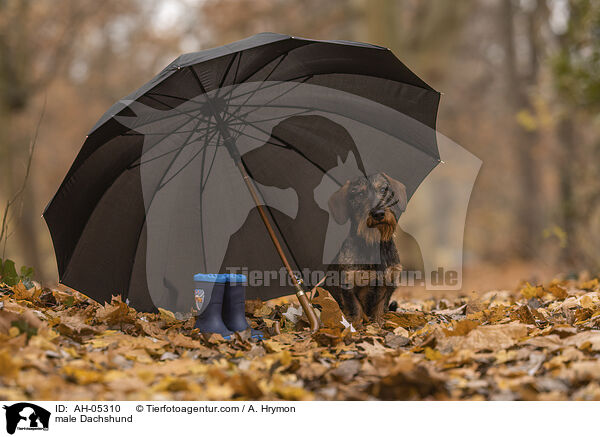 Dackel Rde / male Dachshund / AH-05310