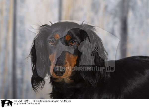 Langhaardackel / longhaired Dachshund / JM-13211