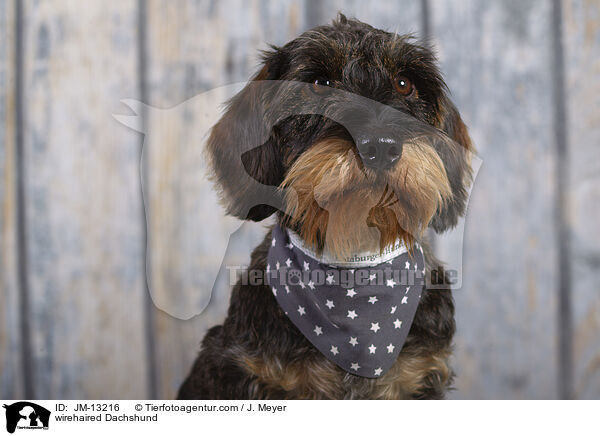 Rauhaardackel / wirehaired Dachshund / JM-13216