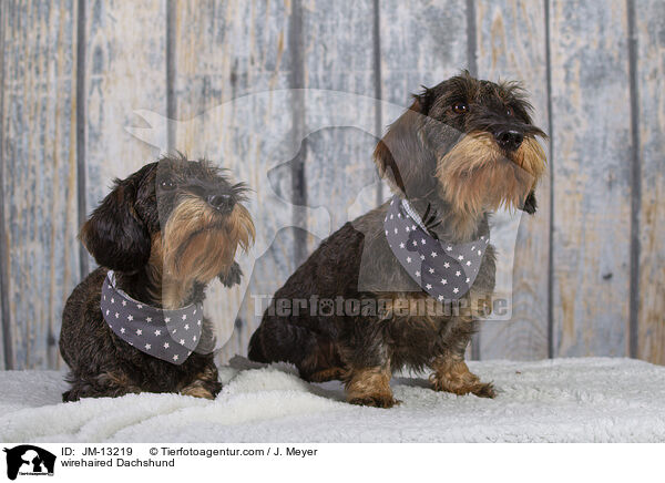 Rauhaardackel / wirehaired Dachshund / JM-13219