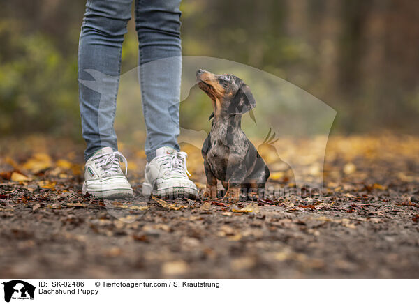 Dackel Welpe / Dachshund Puppy / SK-02486