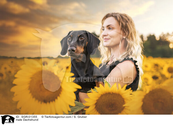 Dackel Rde / male Dachshund / SGR-01355