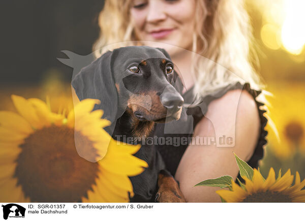 Dackel Rde / male Dachshund / SGR-01357