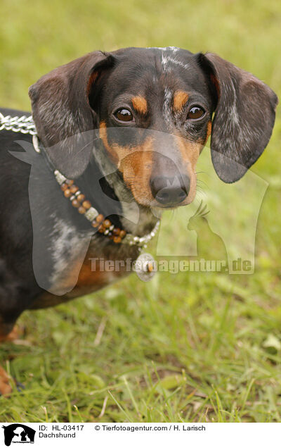 Dachshund / HL-03417
