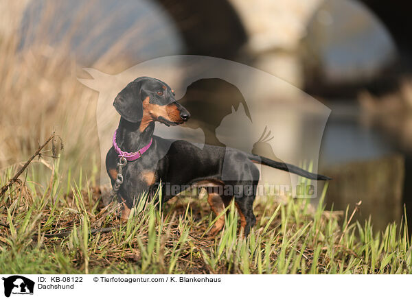 Dackel / Dachshund / KB-08122
