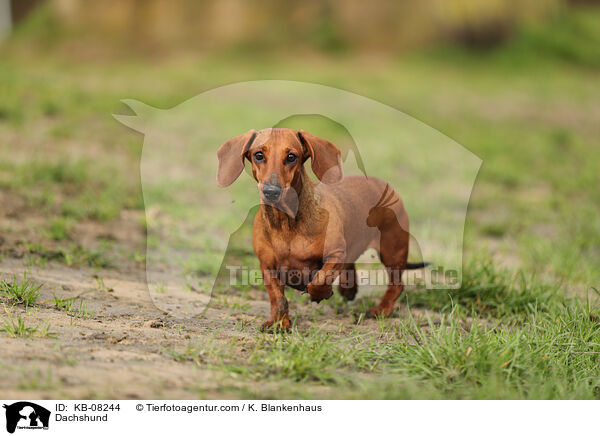Dachshund / KB-08244