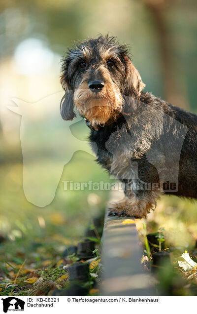 Dackel / Dachshund / KB-08321