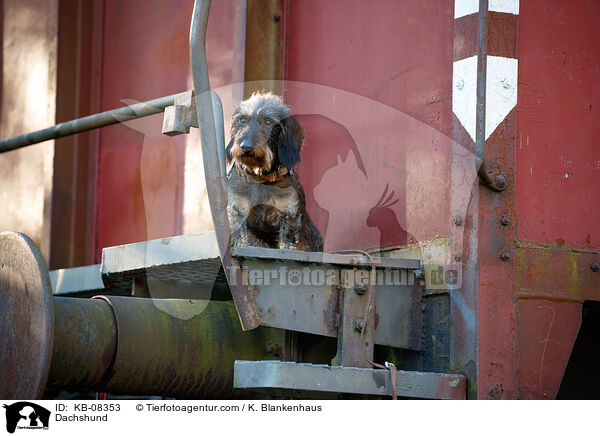 Dackel / Dachshund / KB-08353