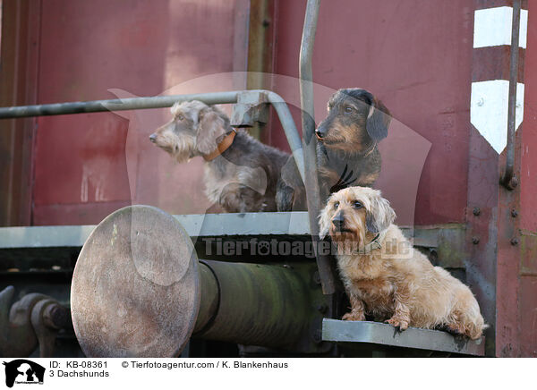 3 Dackel / 3 Dachshunds / KB-08361