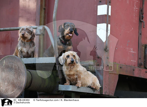 3 Dackel / 3 Dachshunds / KB-08364