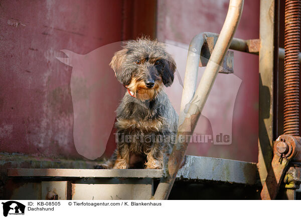 Dackel / Dachshund / KB-08505