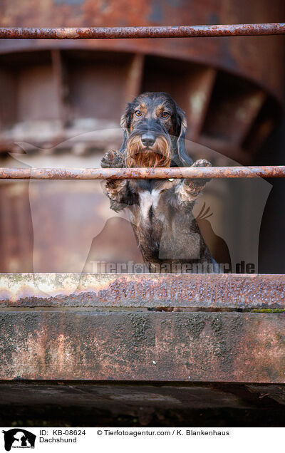 Dackel / Dachshund / KB-08624