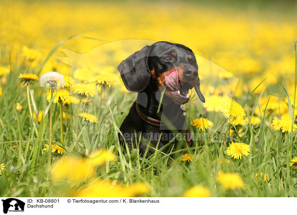 Dachshund / KB-08801
