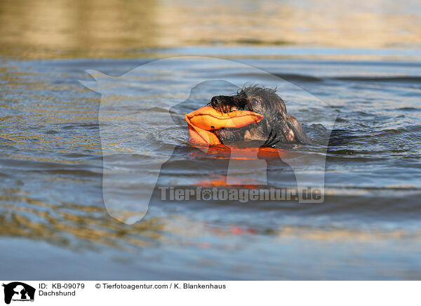 Dackel / Dachshund / KB-09079