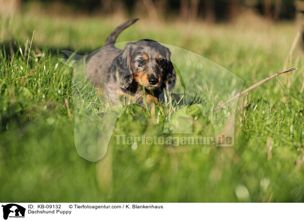 Dachshund Puppy / KB-09132