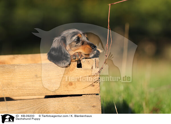 Dachshund Puppy / KB-09200