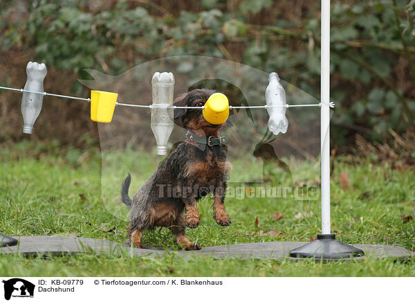 Dackel / Dachshund / KB-09779