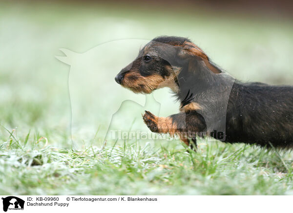 Dackel Welpe / Dachshund Puppy / KB-09960
