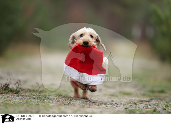 Dackel / Dachshund / KB-09970