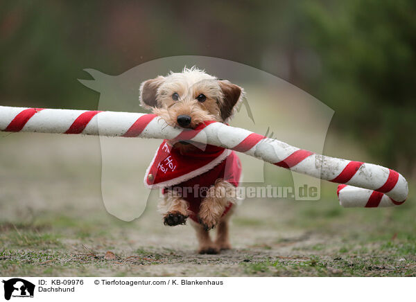 Dackel / Dachshund / KB-09976