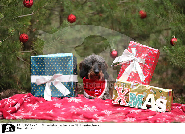 Dackel / Dachshund / KB-10227