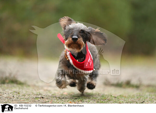 Dackel / Dachshund / KB-10232