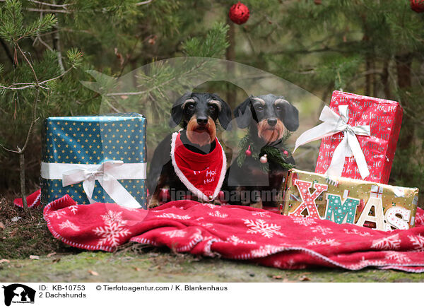2 Dackel / 2 Dachshunds / KB-10753