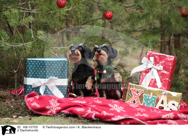 2 Dackel / 2 Dachshunds / KB-10755