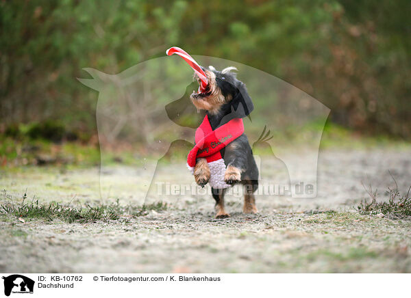 Dackel / Dachshund / KB-10762