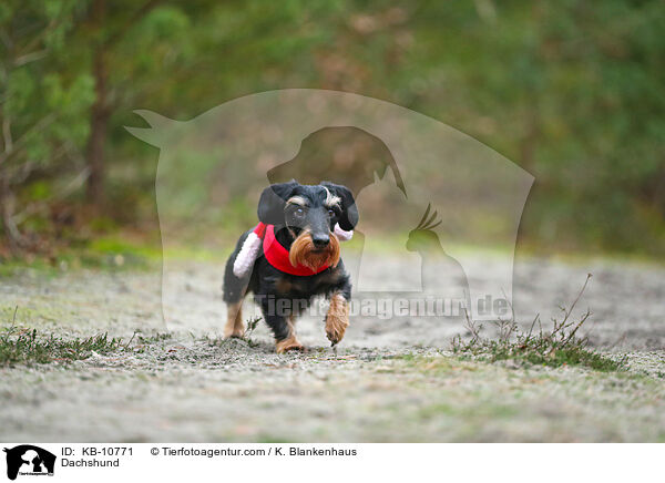 Dackel / Dachshund / KB-10771
