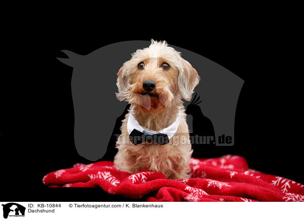 Dackel / Dachshund / KB-10844