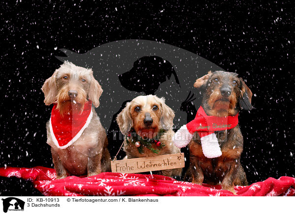 3 Dackel / 3 Dachshunds / KB-10913