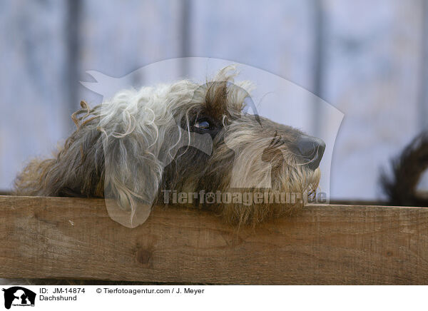 Dackel / Dachshund / JM-14874
