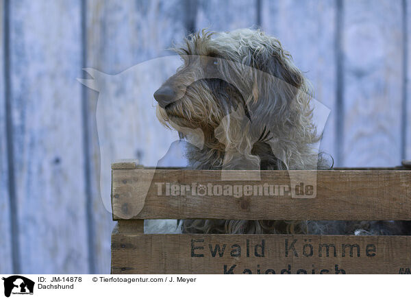 Dackel / Dachshund / JM-14878