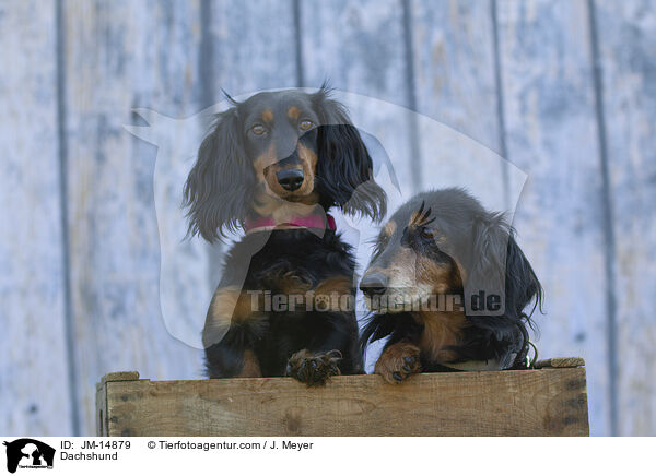 Dackel / Dachshund / JM-14879