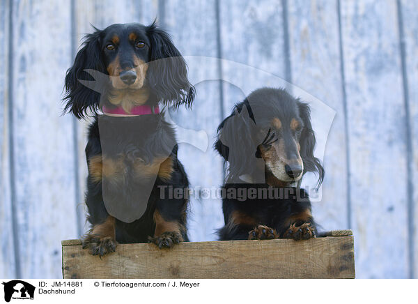 Dackel / Dachshund / JM-14881