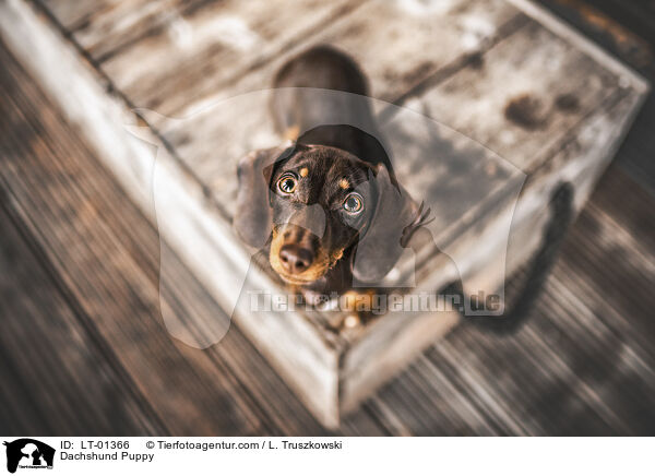 Dackel Welpe / Dachshund Puppy / LT-01366