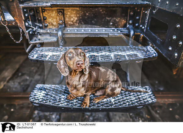Dackel / Dachshund / LT-01367