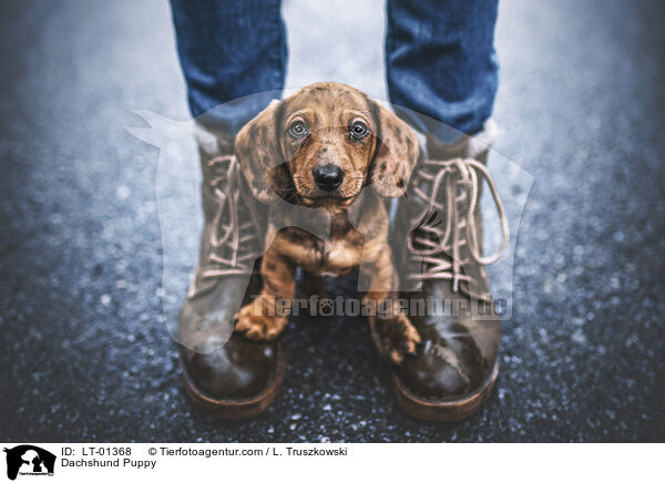 Dackel Welpe / Dachshund Puppy / LT-01368