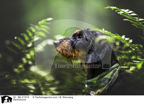 Dackel / Dachshund / BE-01072