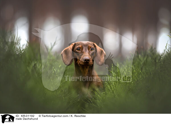 Dackel Rde / male Dachshund / KR-01192