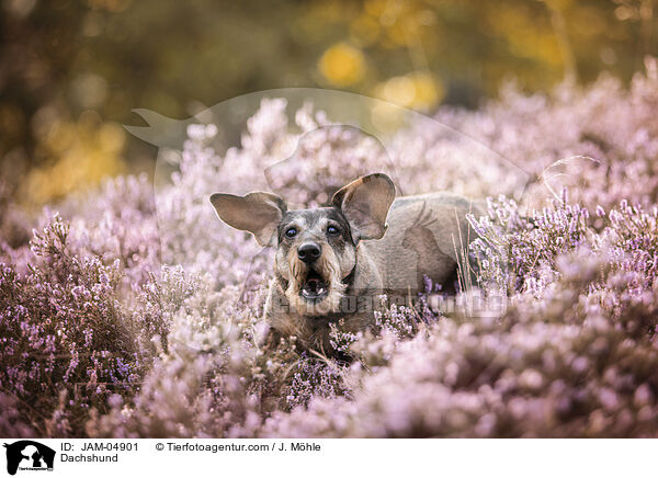 Dachshund / JAM-04901