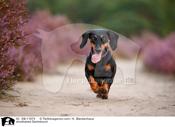 kurzhaariger Dackel / shorthaired Dachshund / KB-11974