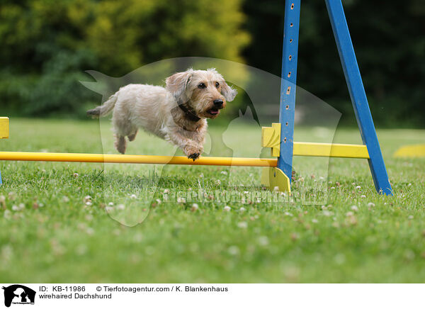 rauhaariger Dackel / wirehaired Dachshund / KB-11986