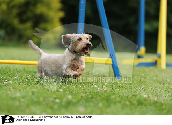 rauhaariger Dackel / wirehaired Dachshund / KB-11987