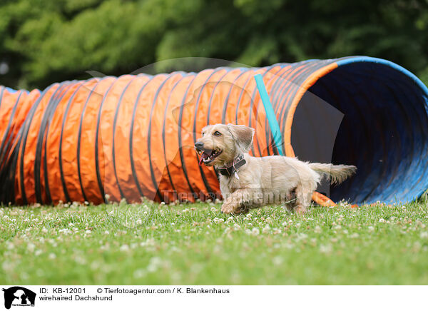 rauhaariger Dackel / wirehaired Dachshund / KB-12001